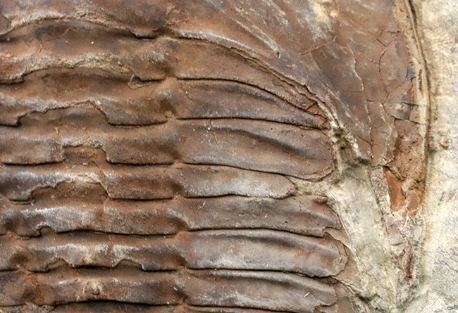 最初期の三葉虫の一つ、原始的な特徴多数。大判１３センチ！カンブロパラス（Cambropallas）の化石（その6）