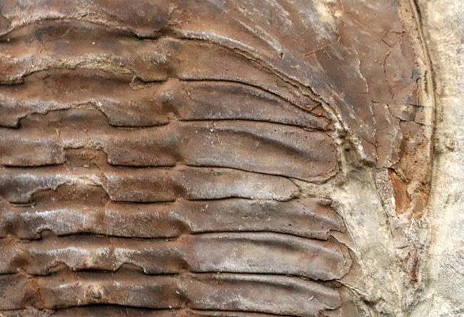 最初期の三葉虫の一つ、原始的な特徴多数。大判13センチ!カンブロパラス(Cambropallas)の化石(その6)