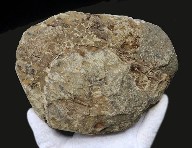 最初期の三葉虫の一つ、原始的な特徴多数。大判13センチ!カンブロパラス(Cambropallas)の化石(その8)