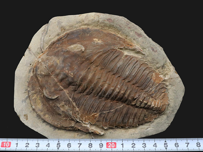 最初期の三葉虫の一つ、原始的な特徴多数。大判１３センチ！カンブロパラス（Cambropallas）の化石（その9）