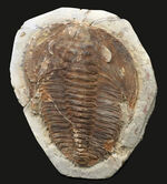 最初期の三葉虫の一つ、原始的な特徴多数。大判１３センチ！カンブロパラス（Cambropallas）の化石