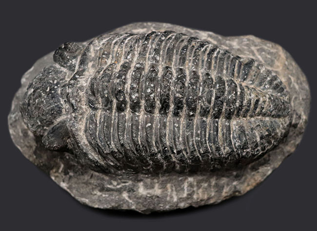 キングオブファコプス！本体カーブ計測で１５８ミリというサイズを誇る、三葉虫、ドロトプス・メガロマニクス（Drotops megalomanicus）の化石（その1）