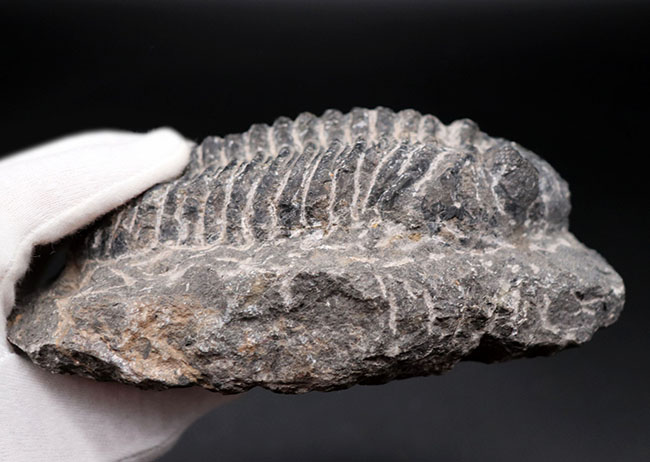 キングオブファコプス！本体カーブ計測で１５８ミリというサイズを誇る、三葉虫、ドロトプス・メガロマニクス（Drotops megalomanicus）の化石（その11）
