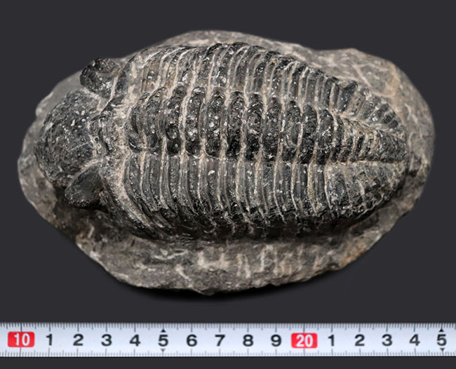キングオブファコプス！本体カーブ計測で１５８ミリというサイズを誇る、三葉虫、ドロトプス・メガロマニクス（Drotops megalomanicus）の化石（その12）