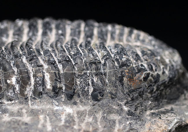 キングオブファコプス！本体カーブ計測で１５８ミリというサイズを誇る、三葉虫、ドロトプス・メガロマニクス（Drotops megalomanicus）の化石（その5）