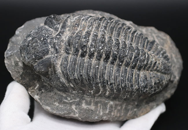 キングオブファコプス！本体カーブ計測で１５８ミリというサイズを誇る、三葉虫、ドロトプス・メガロマニクス（Drotops megalomanicus）の化石（その6）