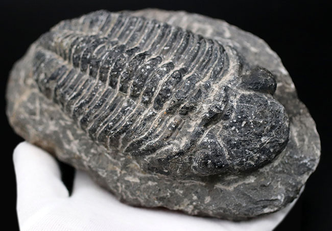 キングオブファコプス！本体カーブ計測で１５８ミリというサイズを誇る、三葉虫、ドロトプス・メガロマニクス（Drotops megalomanicus）の化石（その7）