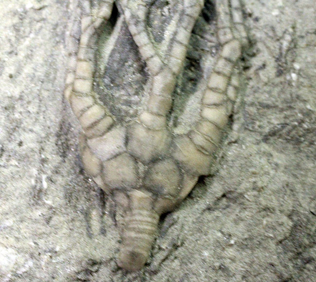 米国インディアナ州産ウミユリ、二種混在のマルチプレート標本。リーズナブルプライス。（その2）