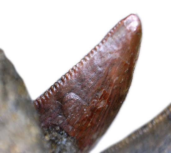 私は初めて見ました！小型肉食恐竜ラプトルの顎付き歯化石。正真正銘の博物館化石。（その10）