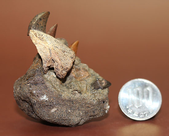 私は初めて見ました！小型肉食恐竜ラプトルの顎付き歯化石。正真正銘の博物館化石。（その14）