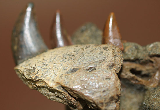 私は初めて見ました！小型肉食恐竜ラプトルの顎付き歯化石。正真正銘の博物館化石。（その5）