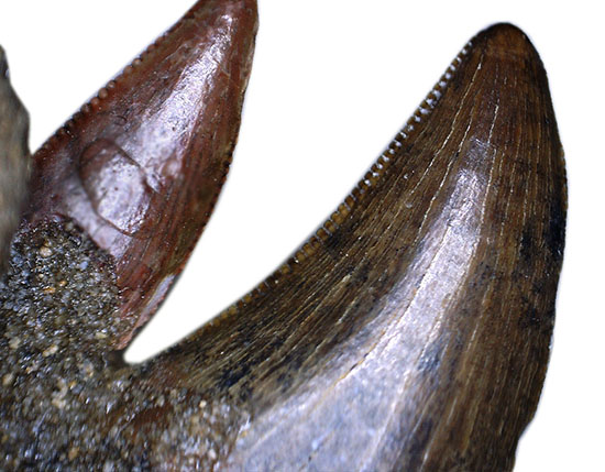 私は初めて見ました！小型肉食恐竜ラプトルの顎付き歯化石。正真正銘の博物館化石。（その9）