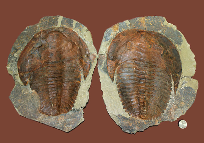ネガポジ揃っています！古生代カンブリア紀の大型の三葉虫、アンダルシアナ（Andalsiana sp.）（その14）