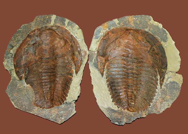 ネガポジ揃っています！古生代カンブリア紀の大型の三葉虫、アンダルシアナ（Andalsiana sp.）（その2）