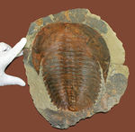 ネガポジ揃っています！古生代カンブリア紀の大型の三葉虫、アンダルシアナ（Andalsiana sp.）