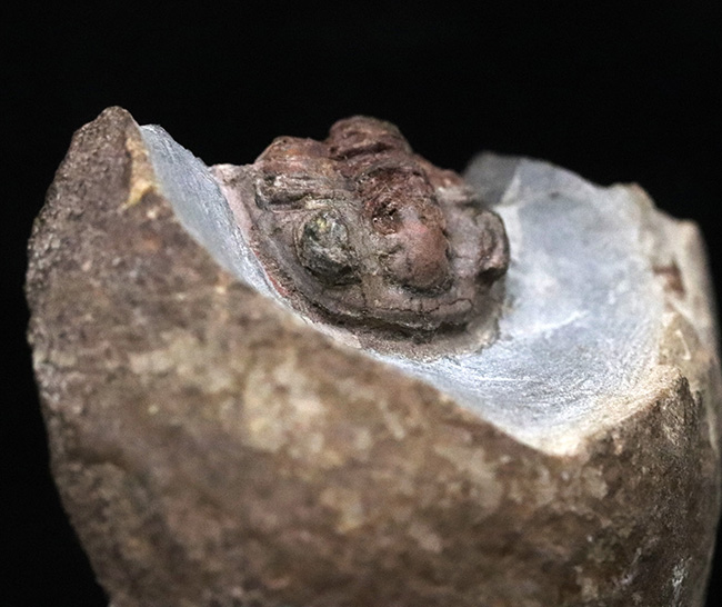フェズアータビオータならでの保存状態!古生代オルドビス紀の三葉虫、エウロマ(Euloma sp.)(その2)