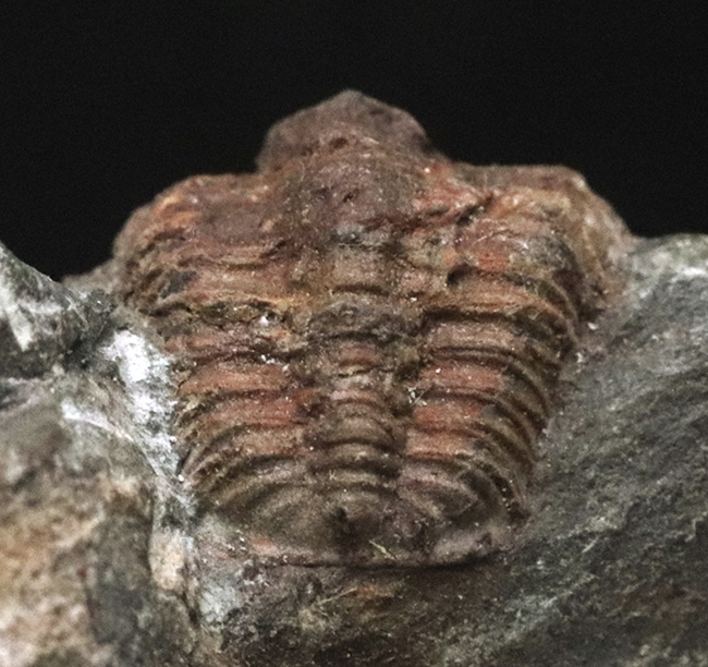 フェズアータビオータならでの保存状態!古生代オルドビス紀の三葉虫、エウロマ(Euloma sp.)(その4)