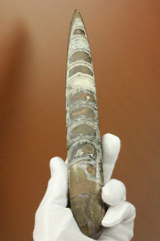 全長23cm弱、本来の形にクリーニングされた大きなオルソセラス(Orthoceras)(その1)