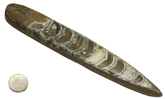 全長23cm弱、本来の形にクリーニングされた大きなオルソセラス(Orthoceras)(その12)