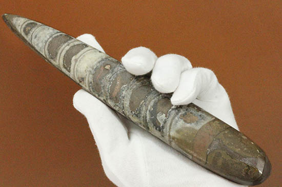 全長23cm弱、本来の形にクリーニングされた大きなオルソセラス(Orthoceras)(その2)