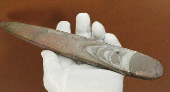 全長23cm弱、本来の形にクリーニングされた大きなオルソセラス(Orthoceras)(その3)