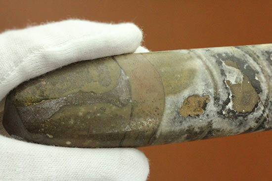 全長23cm弱、本来の形にクリーニングされた大きなオルソセラス(Orthoceras)(その4)