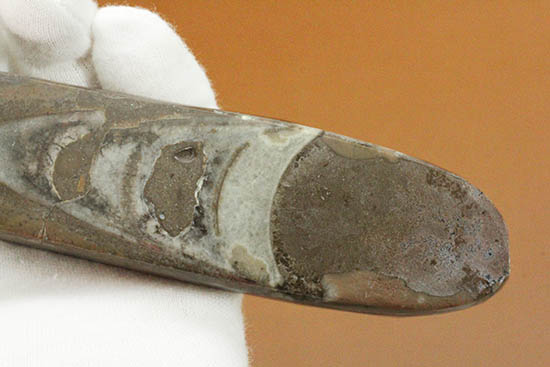 全長23cm弱、本来の形にクリーニングされた大きなオルソセラス(Orthoceras)(その7)