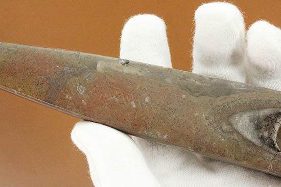 全長23cm弱、本来の形にクリーニングされた大きなオルソセラス(Orthoceras)(その8)
