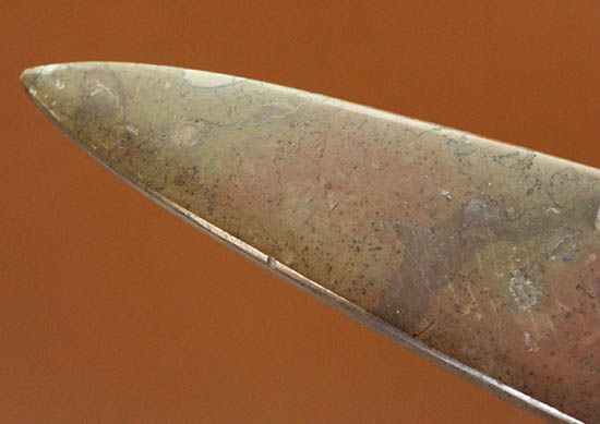 全長23cm弱、本来の形にクリーニングされた大きなオルソセラス(Orthoceras)(その9)
