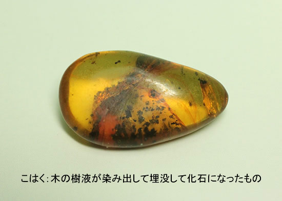 子ども用プレゼントに最適!本物恐竜歯化石から隕石まで、人気種がそろったオールスター6点セット(その2)