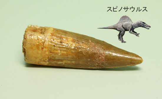 子ども用プレゼントに最適!本物恐竜歯化石から隕石まで、人気種がそろったオールスター6点セット(その3)