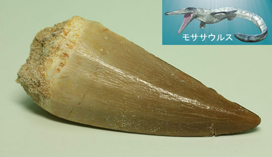 子ども用プレゼントに最適!本物恐竜歯化石から隕石まで、人気種がそろったオールスター6点セット(その4)