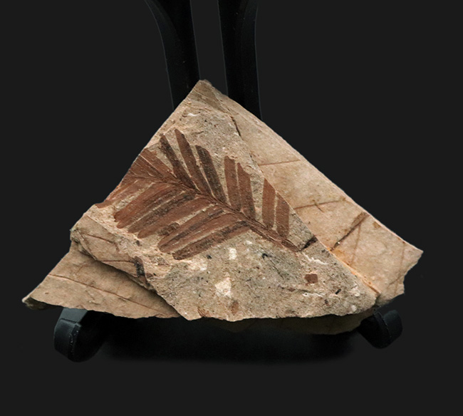 国産化石マニアックシリーズ！福島県いわき市で採集された太古の針葉樹、メタセコイア（Metasequoia）の化石（その1）