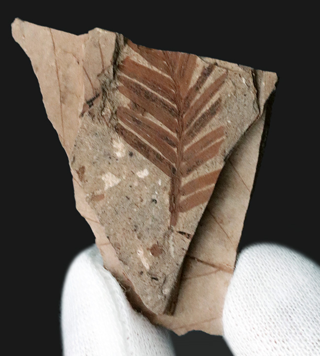 国産化石マニアックシリーズ！福島県いわき市で採集された太古の針葉樹、メタセコイア（Metasequoia）の化石（その2）