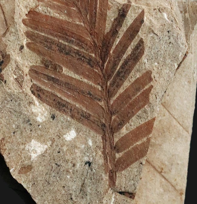 国産化石マニアックシリーズ！福島県いわき市で採集された太古の針葉樹、メタセコイア（Metasequoia）の化石（その3）