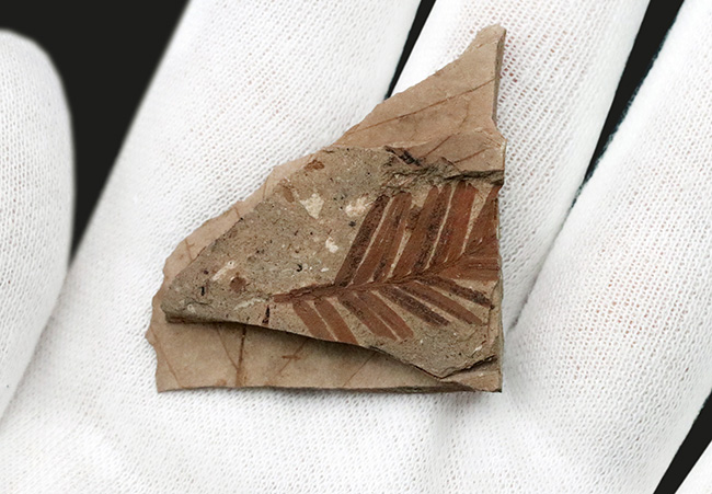 国産化石マニアックシリーズ！福島県いわき市で採集された太古の針葉樹、メタセコイア（Metasequoia）の化石（その4）