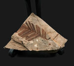 国産化石マニアックシリーズ！福島県いわき市で採集された太古の針葉樹、メタセコイア（Metasequoia）の化石