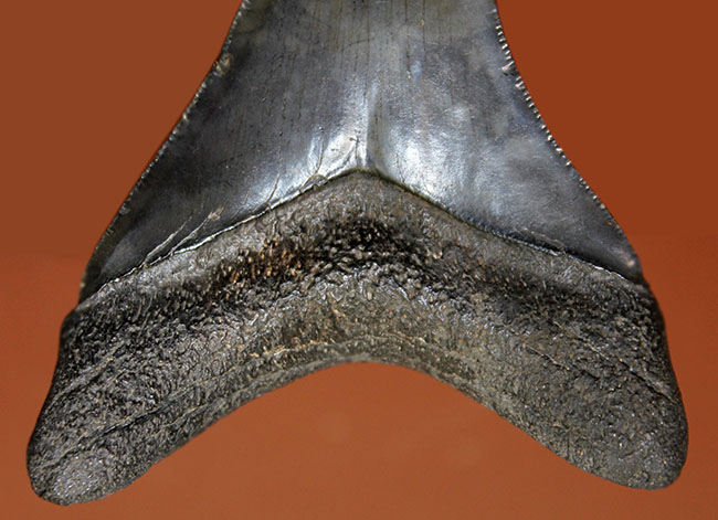 この煌めきをご覧あれ！エナメル質、セレーションともに極めて上質の保存状態を示す、メガロドン（Carcharodon megalodon）の歯化石（その5）