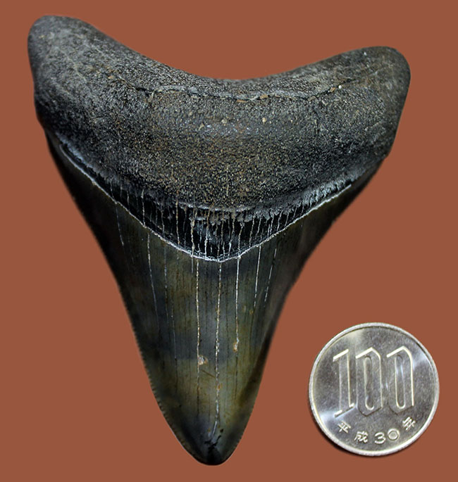 この煌めきをご覧あれ！エナメル質、セレーションともに極めて上質の保存状態を示す、メガロドン（Carcharodon megalodon）の歯化石（その8）