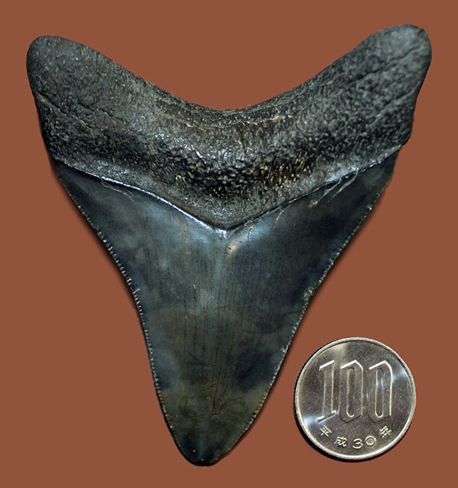 この煌めきをご覧あれ！エナメル質、セレーションともに極めて上質の保存状態を示す、メガロドン（Carcharodon megalodon）の歯化石（その9）