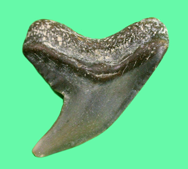 化石　恐竜の歯セット　スピノサウルス　モササウルス Amazon | SCIENCE 恐竜の化石「モササウルスの歯 化石 約20mm