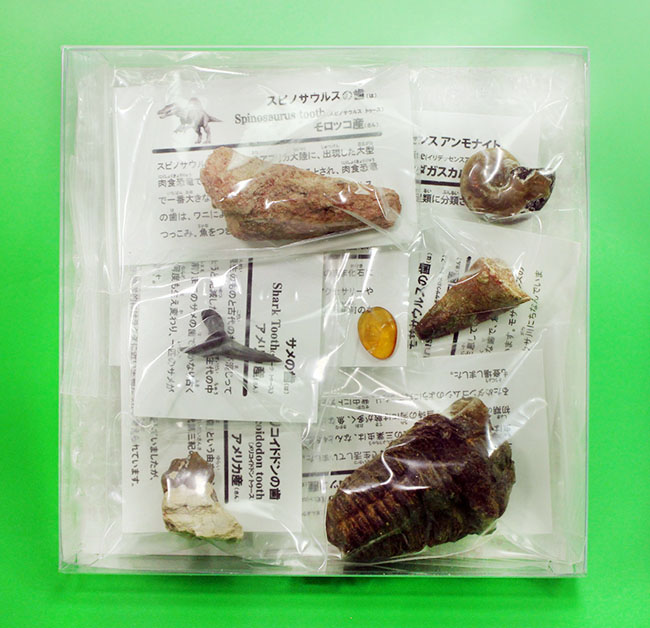 お子様用プレゼントに迷ったらコレ!化石メインの7点セット(スピノサウルス歯、三葉虫、光るアンモナイト、モササウルス歯、サメ歯、琥珀、メリコイドドンの歯化石)(その9)