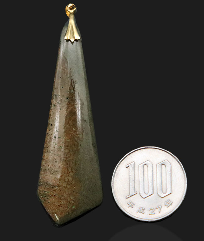 1点もの！話題性抜群。ネクタイ風のデザインが面白い、恐竜の骨の化石