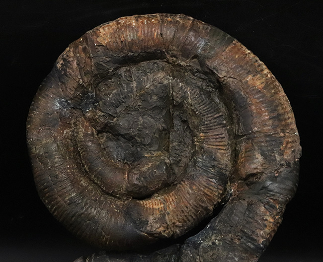 これぞ博物館級、日本でしか見つからない希少性マックスの異常巻き