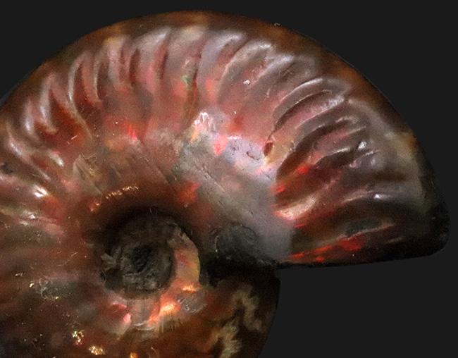 美しい遊色をまとった約1億年前のアンモナイト、クレオニセラス