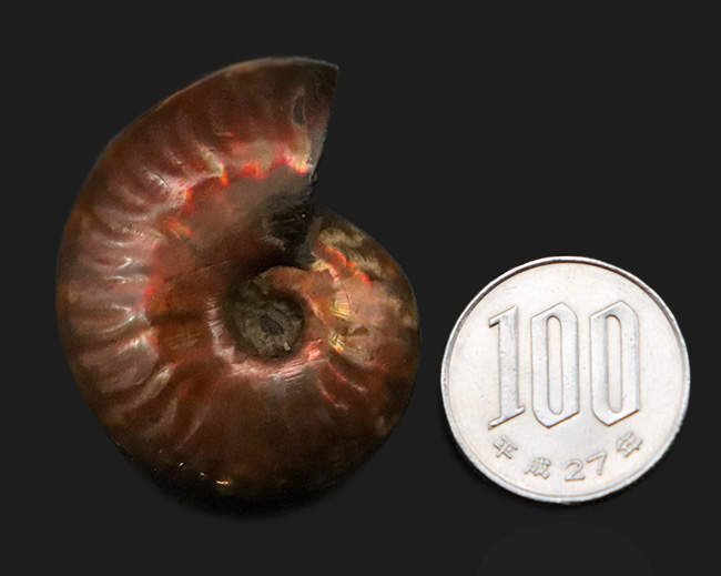 美しい遊色をまとった約1億年前のアンモナイト、クレオニセラス