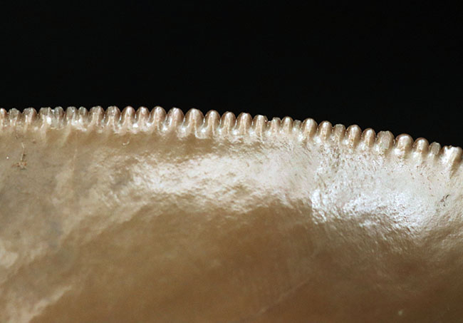 いわゆる「天狗の爪」！極めて希少な「激レア」品。セレーションとエナメル質が保存された「国産」のメガロドンの歯化石（その1）