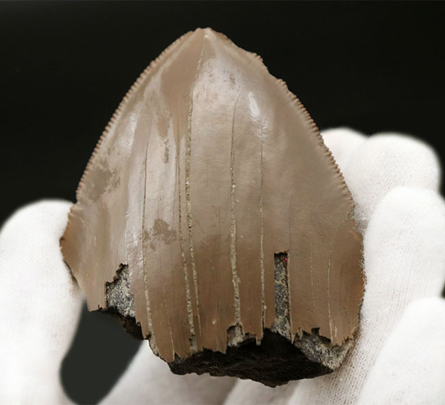 いわゆる「天狗の爪」！極めて希少な「激レア」品。セレーションとエナメル質が保存された「国産」のメガロドンの歯化石（その2）