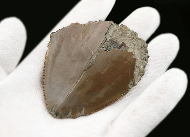 いわゆる「天狗の爪」！極めて希少な「激レア」品。セレーションとエナメル質が保存された「国産」のメガロドンの歯化石（その3）