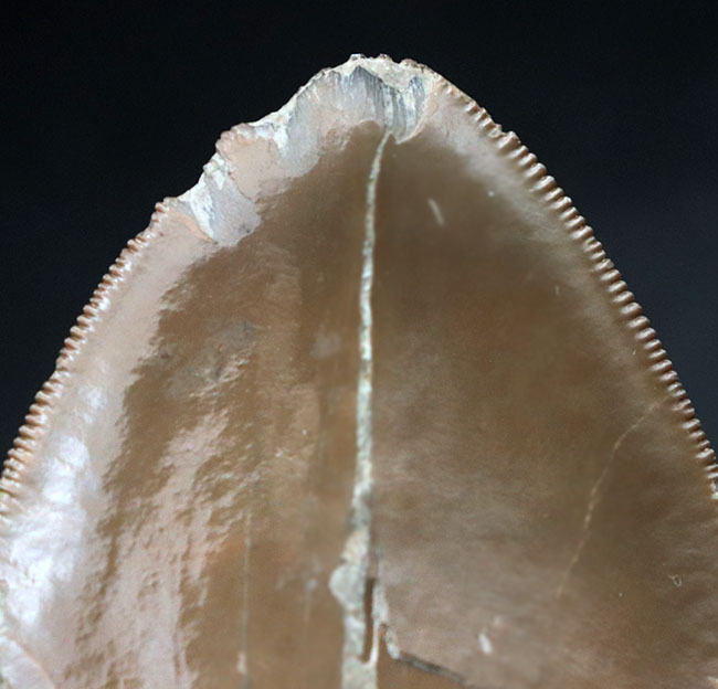 いわゆる「天狗の爪」！極めて希少な「激レア」品。セレーションとエナメル質が保存された「国産」のメガロドンの歯化石（その4）